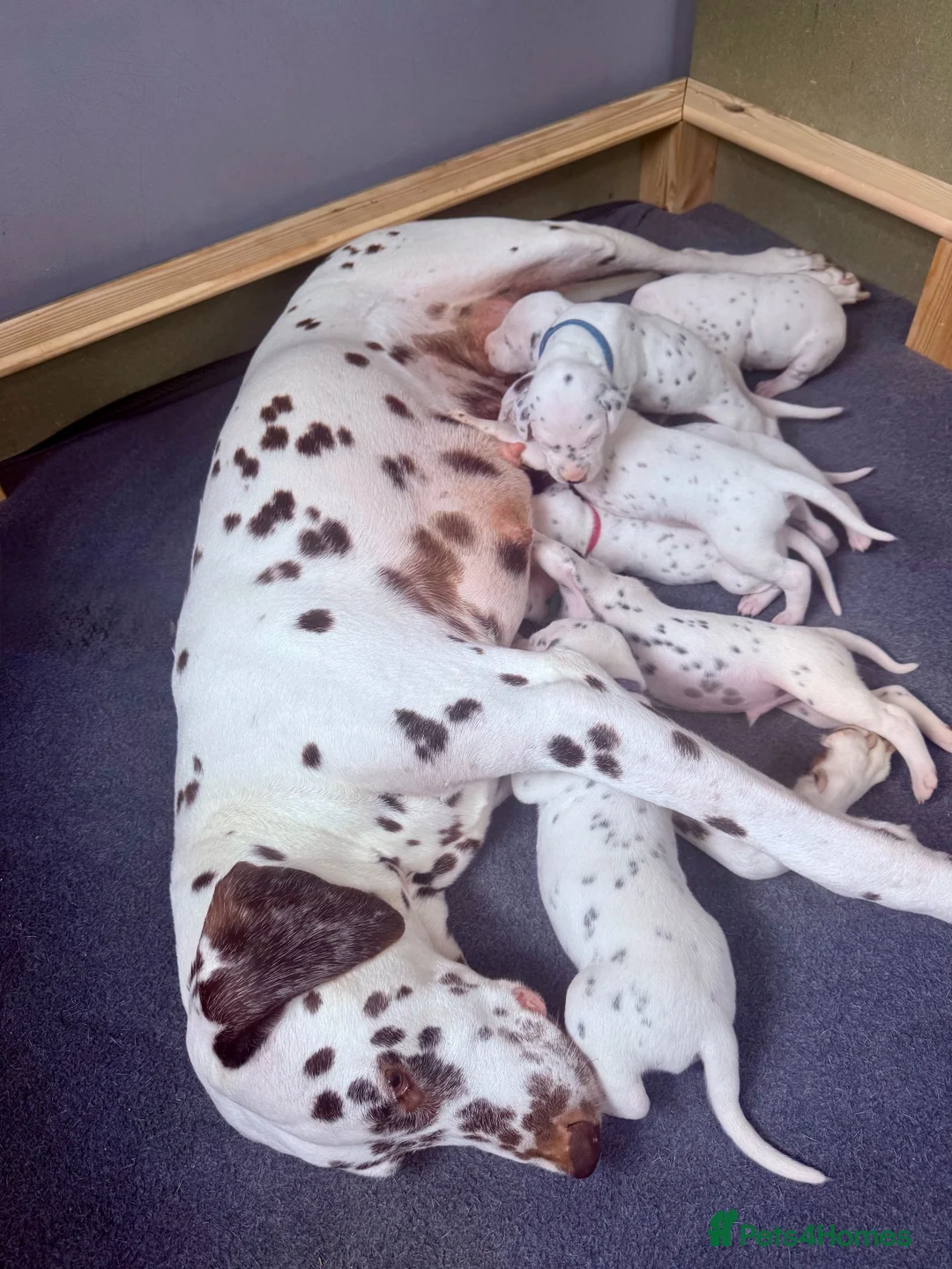 Dalmatian dogs for sale: Dalmatian Puppies - Advert 1