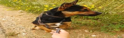 Mixed Breed dogs for adoption: Lucio deserves the chance to thrive  - Advert 2