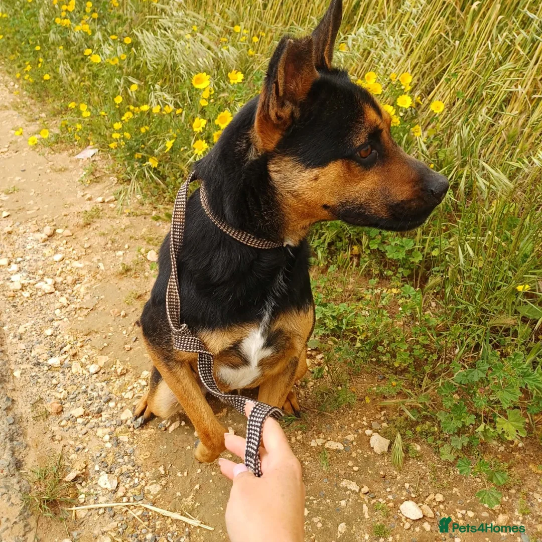 Mixed Breed dogs for adoption: Lucio deserves the chance to thrive  - Advert 2