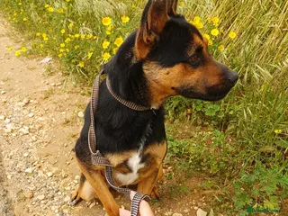 Mixed Breed dogs 🐾 Lucio deserves his chance - Advert 2