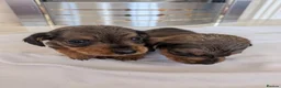 Mixed Breed dogs for sale: 3/4 dachshund 1/4 jack Russell - Advert 17