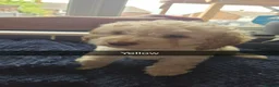 Cockapoo dogs for sale: cockapoo puppies  in Castleford - Advert 1