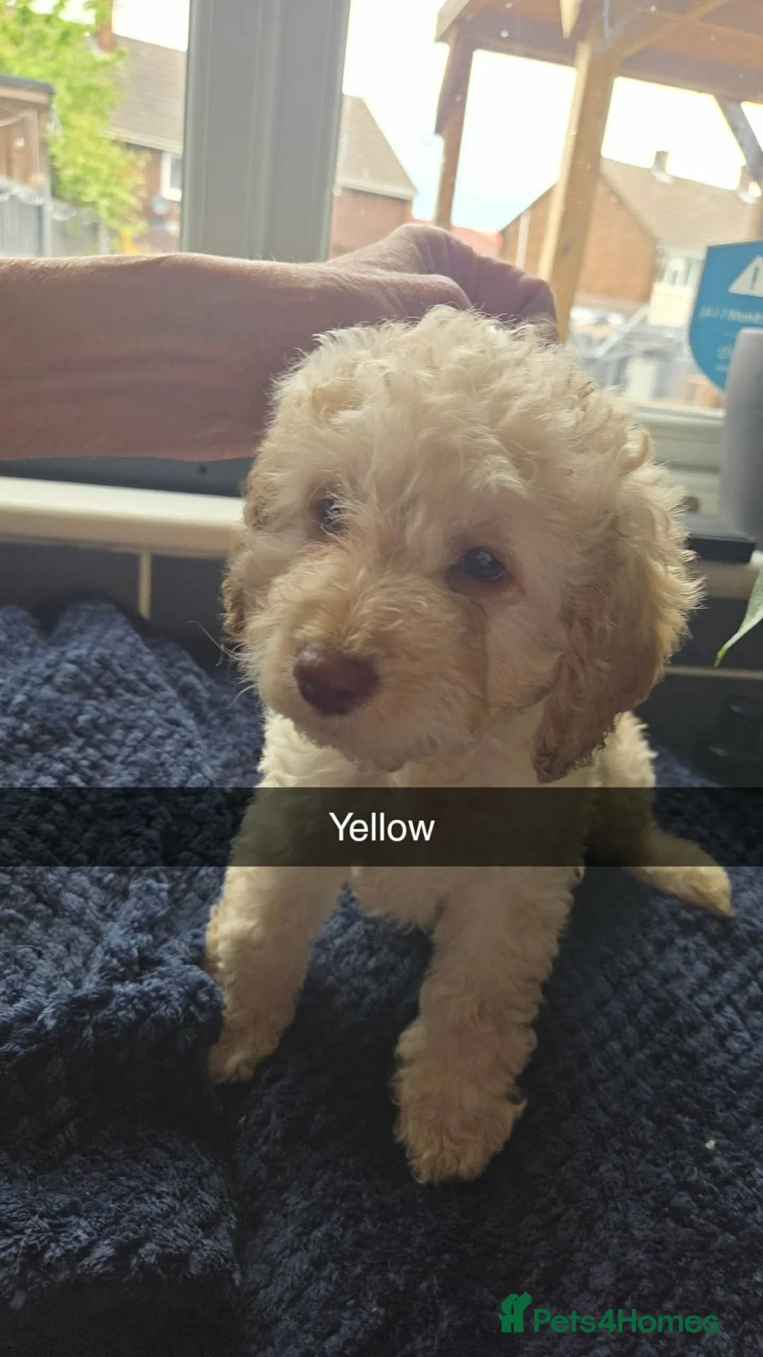 Cockapoo dogs for sale: cockapoo puppies  in Castleford - Advert 1