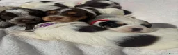 Cocker Spaniel dogs for sale: Bred From Extensively Health Tested Parents - Advert 4