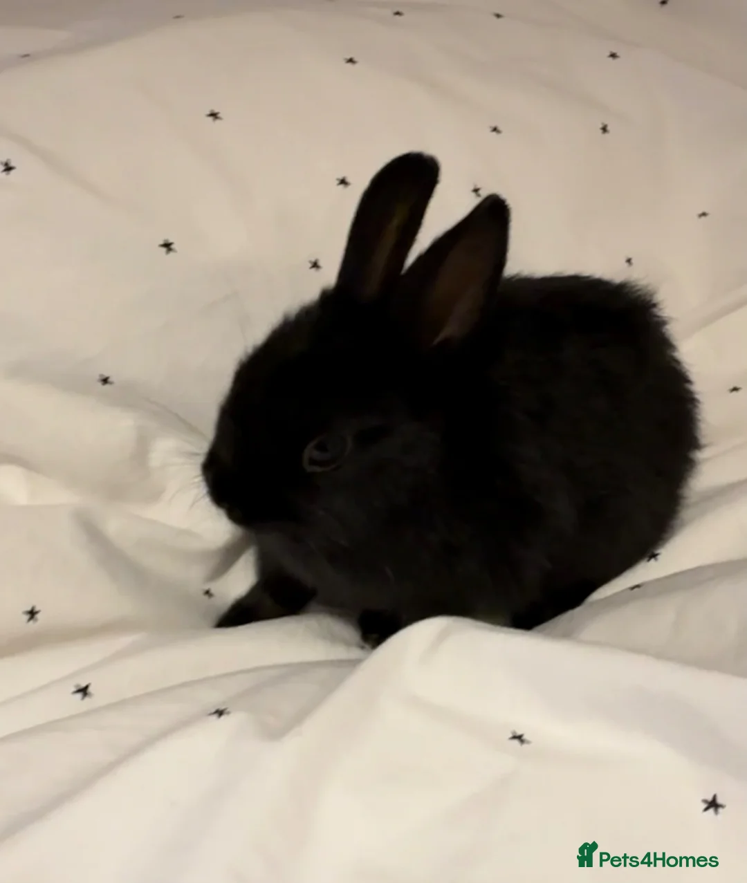 Netherland Dwarf rabbits for sale: Two Netherland Dwarf rabbits, 2 months old  - Advert 2