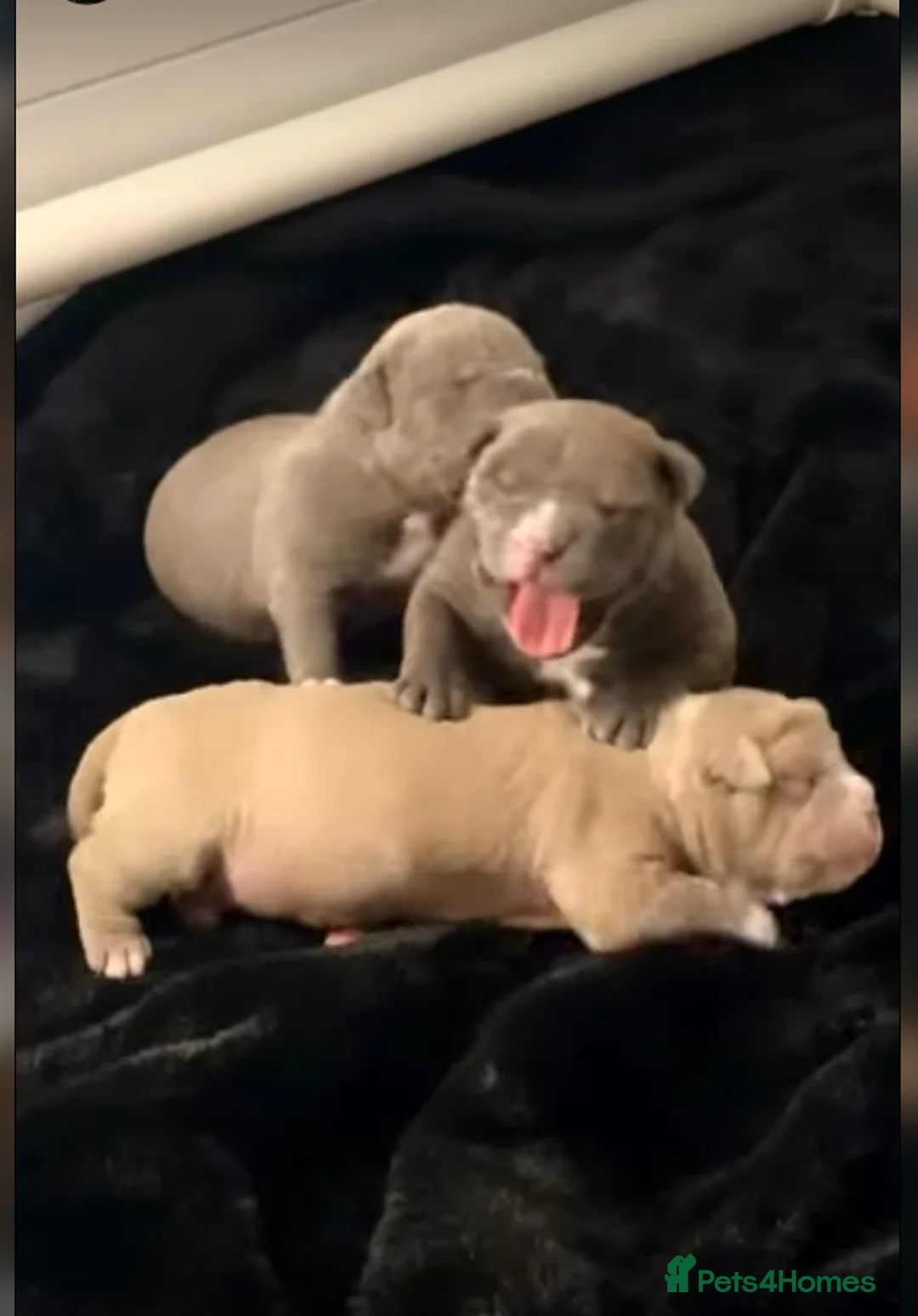 Staffordshire Bull Terrier dogs for sale: 1st Class 100%Staffy puppies Kc Reg - Advert 5