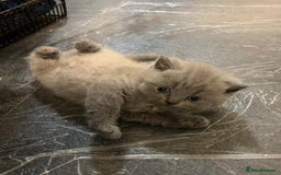 British Shorthair cats for sale: British blue shorthair  - Image 4