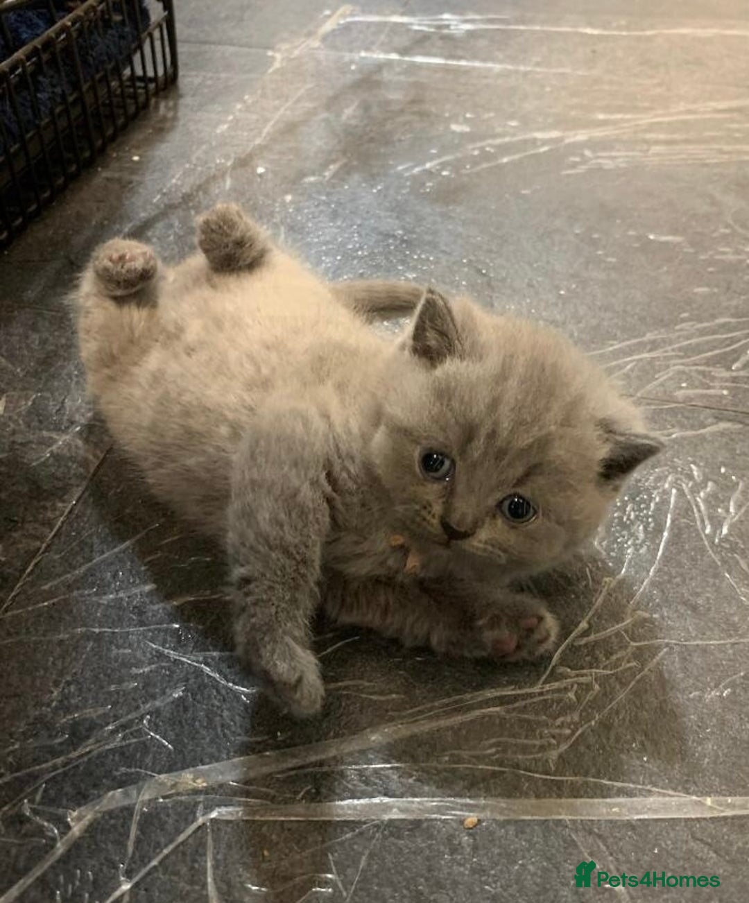 British Shorthair cats for sale: British blue shorthair  - Image 4