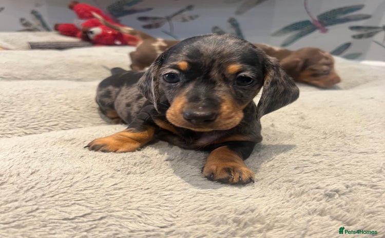 Miniature Dachshund dogs - Advert 1