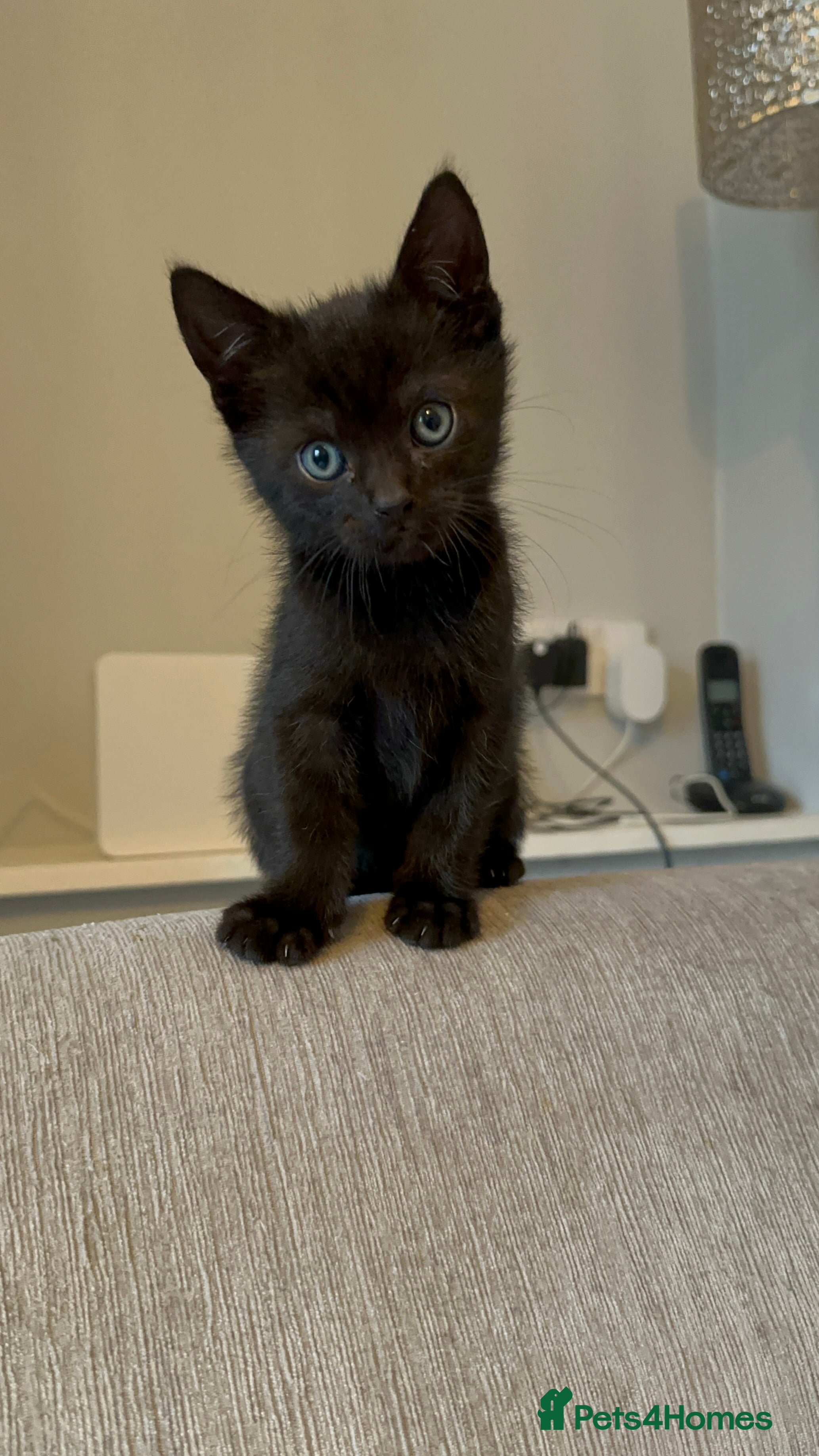 Mixed Breed cats Beautiful Male Sphynx X Tabby Mackrell Kittens  - Advert 3