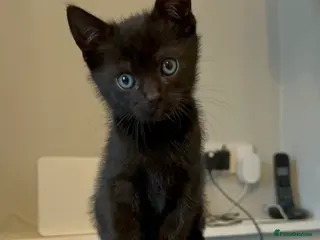 Mixed Breed cats Beautiful Male Sphynx X Tabby Mackrell Kittens - Advert 6