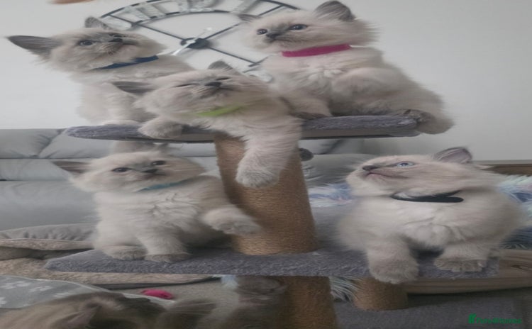 Ragdoll cats - Advert 1