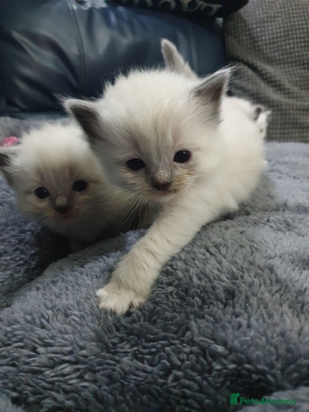 Ragdoll cats for sale: Ready to collect-Blue Point Kittens-Vaccinated - Image 8