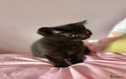 British Shorthair cats for sale: Top quality GCCF reg BSH grand champion lines - Image 18