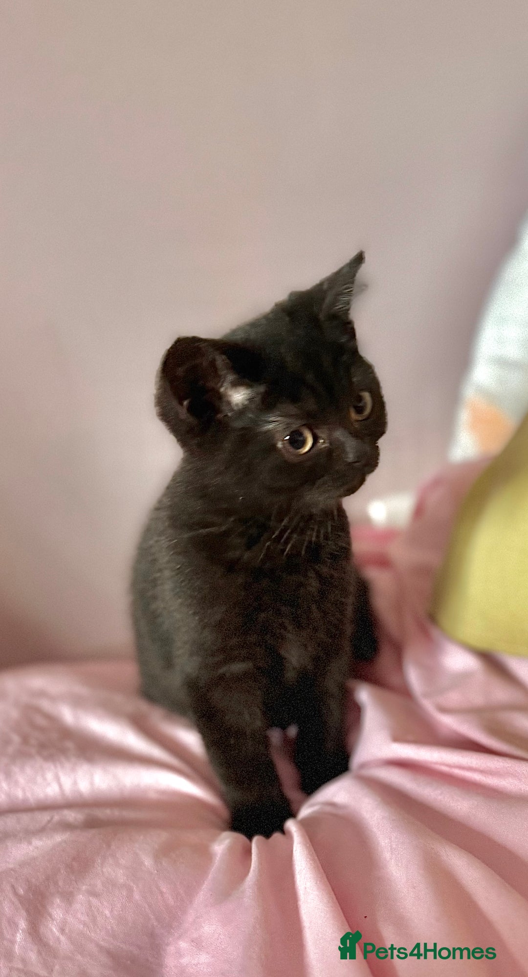 British Shorthair cats for sale: Top quality GCCF reg BSH grand champion lines - Image 18