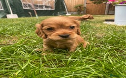 Cocker Spaniel dogs for sale: KC Reg Show Type Golden Cocker Spaniel puppies - Image 8
