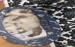 Ragdoll cats for sale: Ragdoll kittens ready to leave now  - Image 5