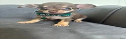 Chihuahua dogs for sale: Stunning KC Reg Chocolate Chihuahuas - Advert 6