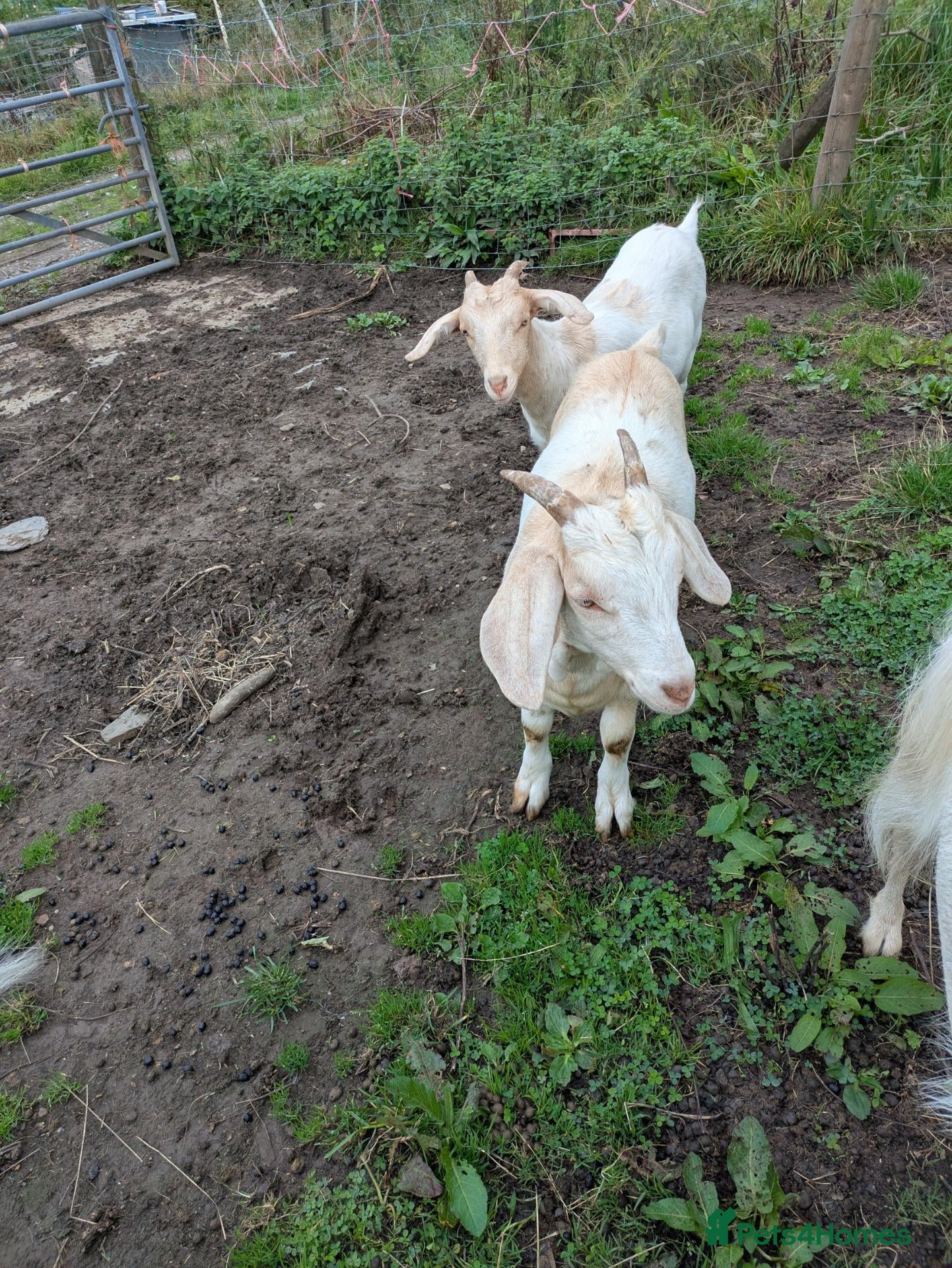 Goats livestock Brother and sister pair goats for pets - Advert 18