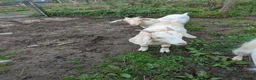 Goats livestock for sale: Brother and sister pair goats for pets in Carmarthen - Advert 1