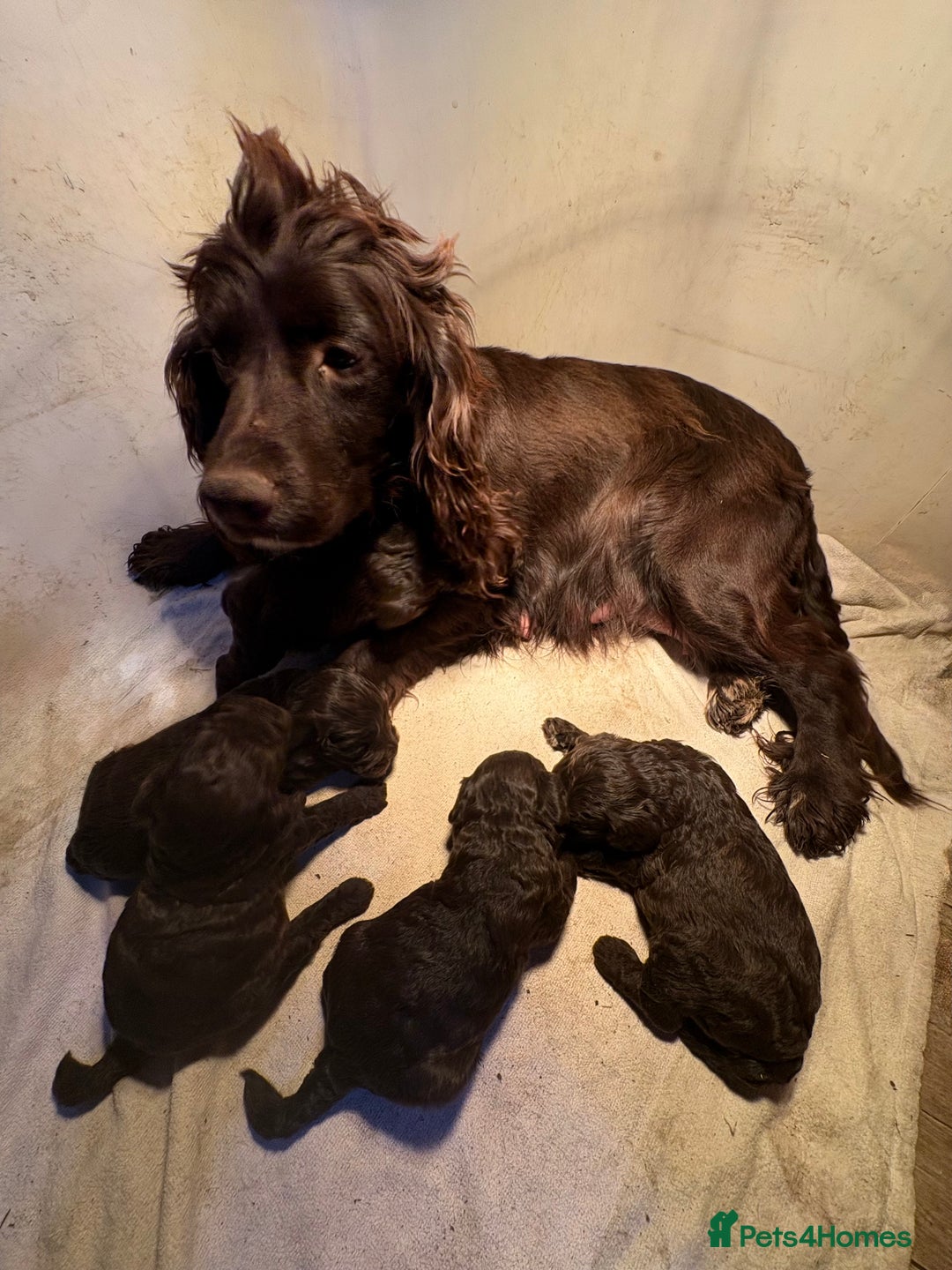 Cockapoo dogs for sale: Chocolate F1 Cockapoo Pups  - Advert 1