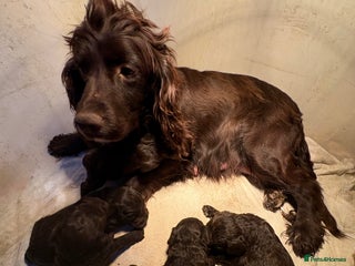 Cockapoo dogs Chocolate F1 Cockapoo Pups - Advert 4