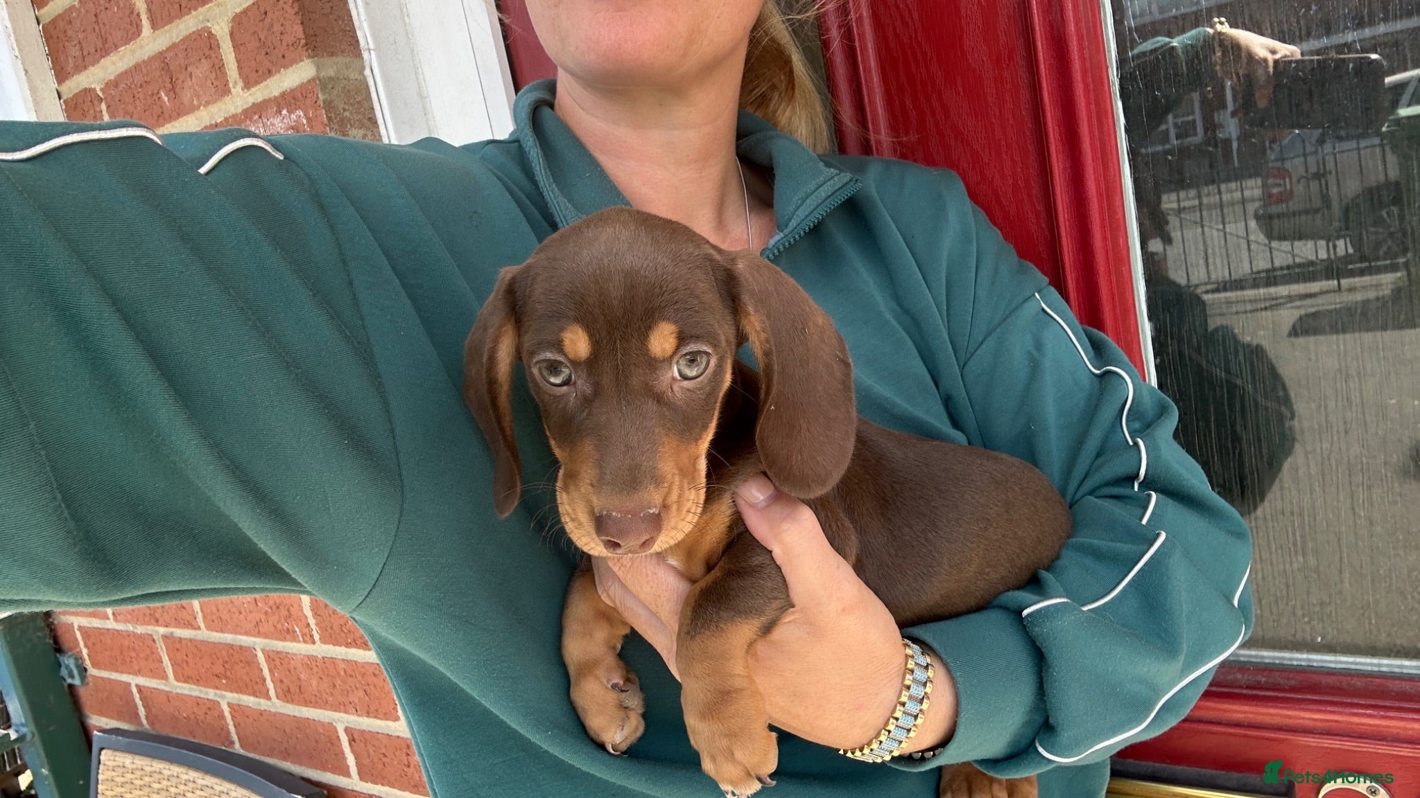 Miniature Dachshund dogs ‼️LAST 2 10 WEEKS OLD 💕 dachshunds - Advert 4