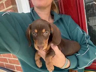 Miniature Dachshund dogs ‼️LAST 2 10 WEEKS OLD 💕 dachshunds - Advert 3