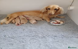 Miniature Dachshund dogs for sale: Fantastic pure English cream longhair dachshund  - Image 8