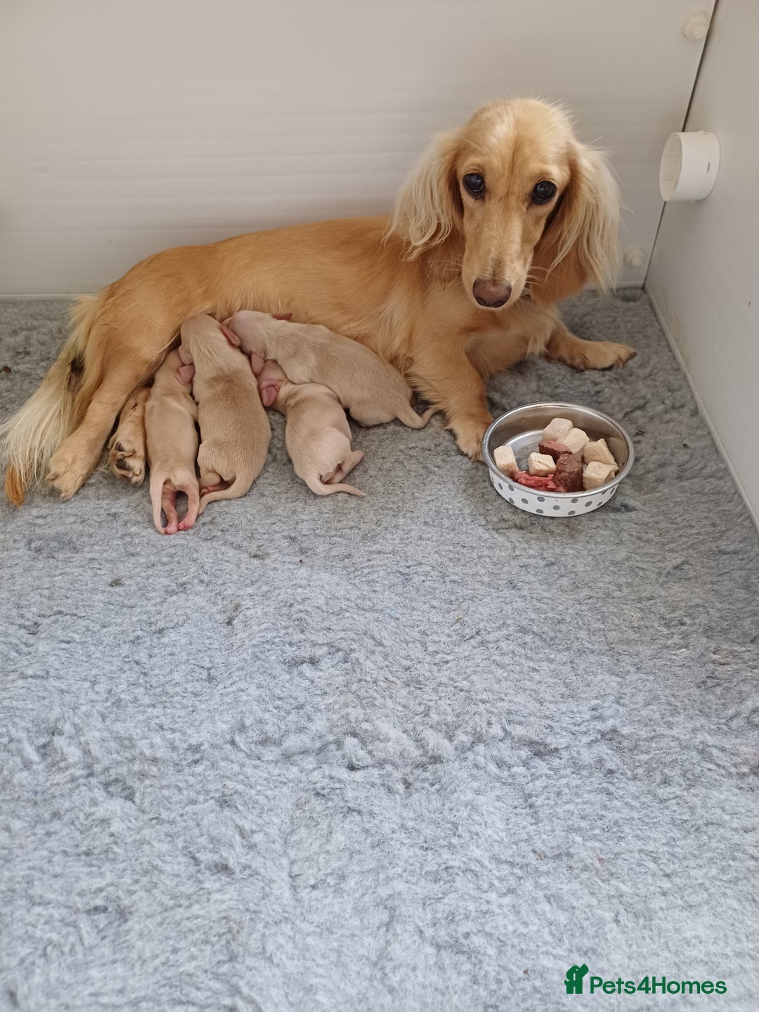Miniature Dachshund dogs for sale: Fantastic pure English cream longhair dachshund  - Image 8