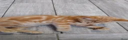 Mixed Breed cats for sale: Kitten ready for new home in Hereford - Advert 23