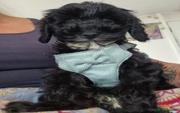 Cavapoo dogs for sale: 12 week Cavapoo male - Image 6