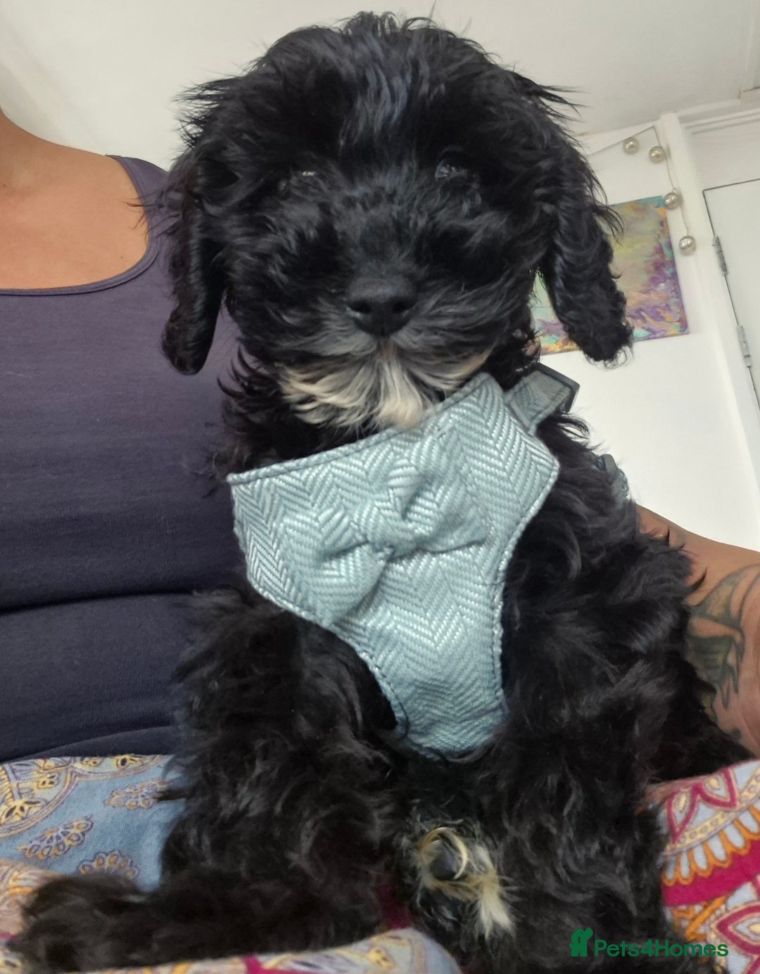 Cavapoo dogs for sale: 12 week Cavapoo male - Image 6