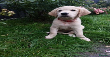 Golden Retriever dogs - Advert 12