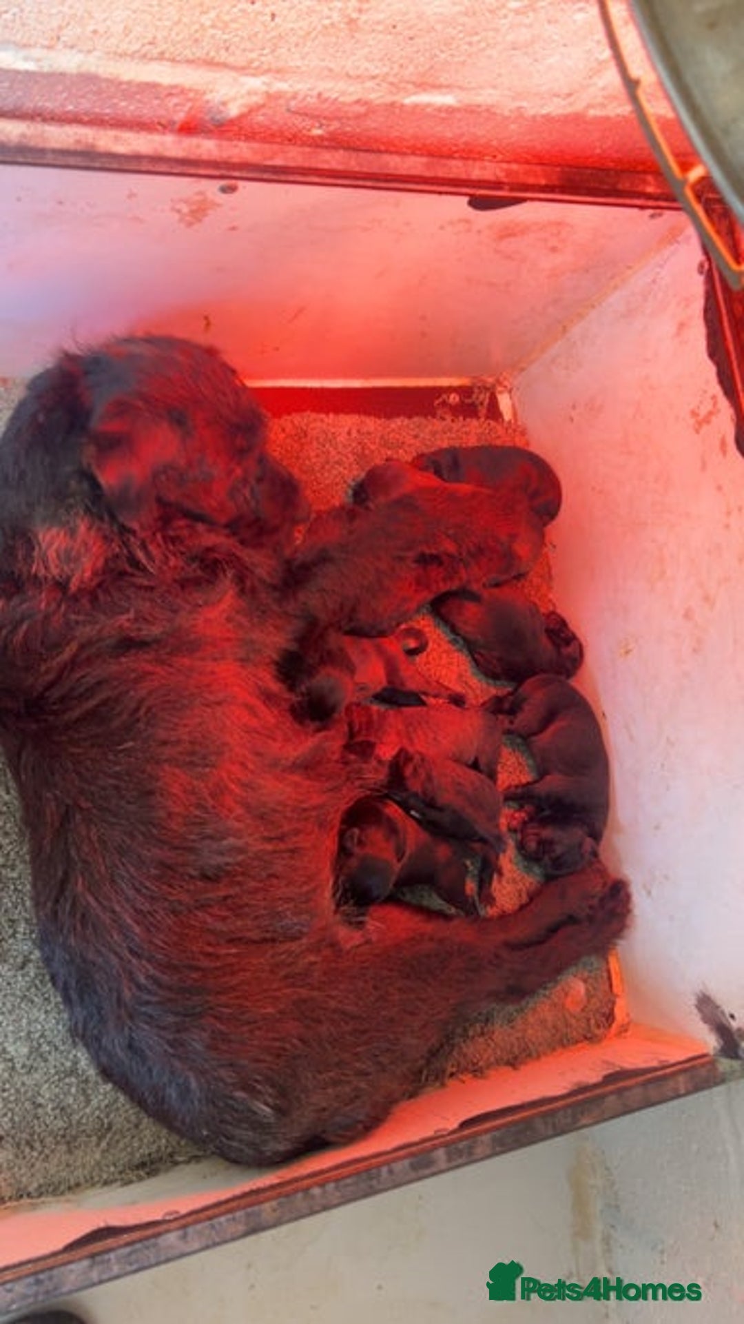 Patterdale Terrier dogs for sale: Patterdale Terrier  - Advert 3