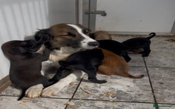 Mixed Breed dogs for sale: Stunning DNA heath test Collie x Hungarian Viszla - Image 27