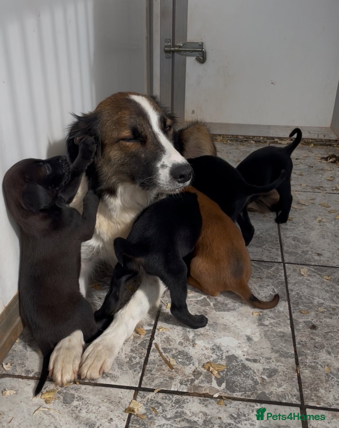 Mixed Breed dogs for sale: Stunning DNA heath test Collie x Hungarian Viszla - Image 27