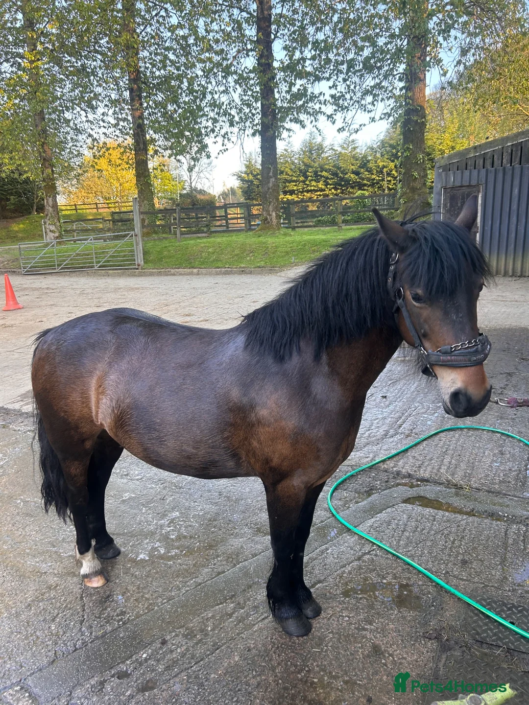 Dartmoor horses for sale: Betty  in Stoke-on-Trent - Advert 1