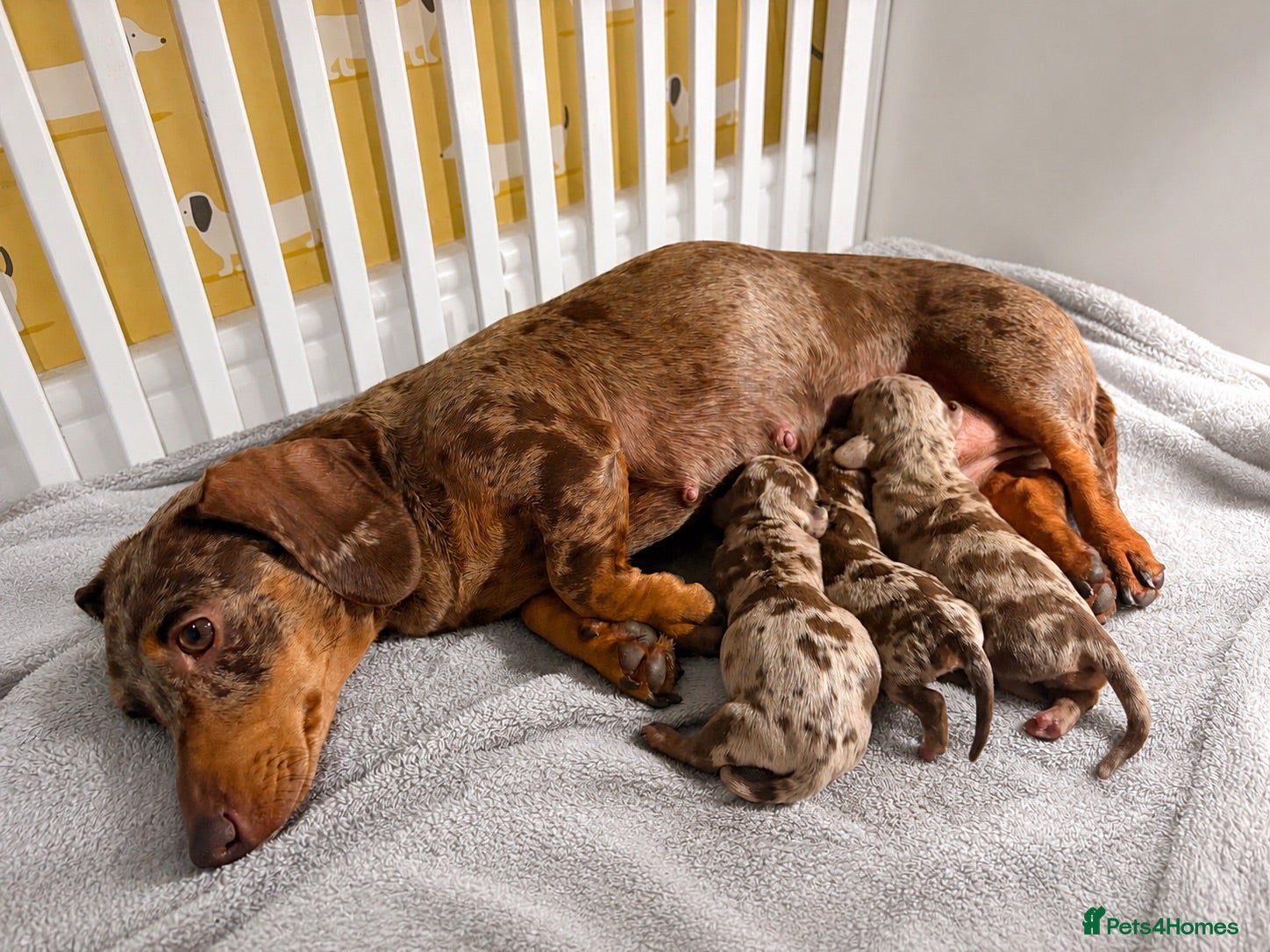 Miniature Dachshund dogs 🤎Beautiful Dapple Miniature Dachshund Puppies🤎 - Advert 1