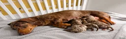 Miniature Dachshund dogs for sale: 🤎Beautiful Dapple Miniature Dachshund Puppies🤎 - Advert 1