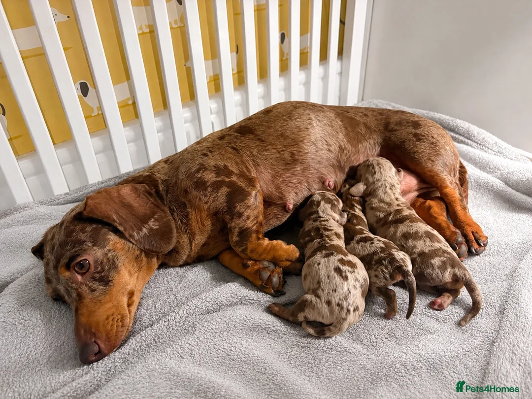 Miniature Dachshund dogs for sale: 🤎Beautiful Dapple Miniature Dachshund Puppies🤎 - Advert 1
