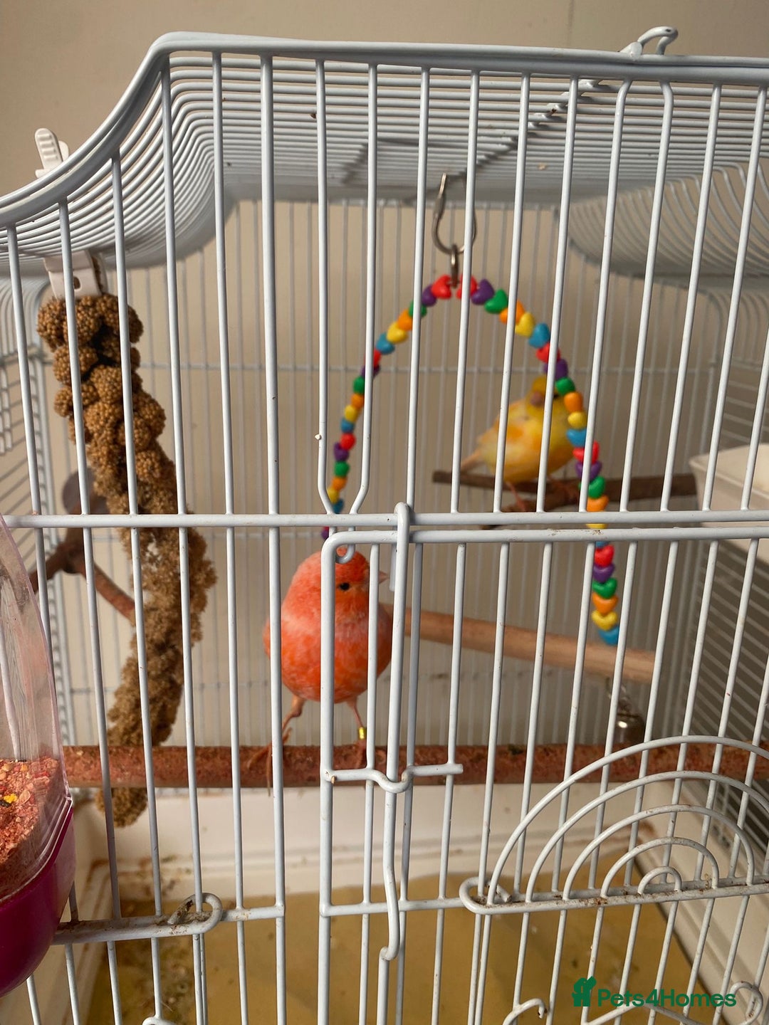 Canaries birds for sale: Male and female canary pair - Image 3
