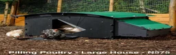 Chickens poultry for sale: Pilling Poultry - Large House - Poultry - Advert 5