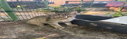 Domestic Shorthair cats for sale: Kitten for sale  in Wymondham - Advert 8