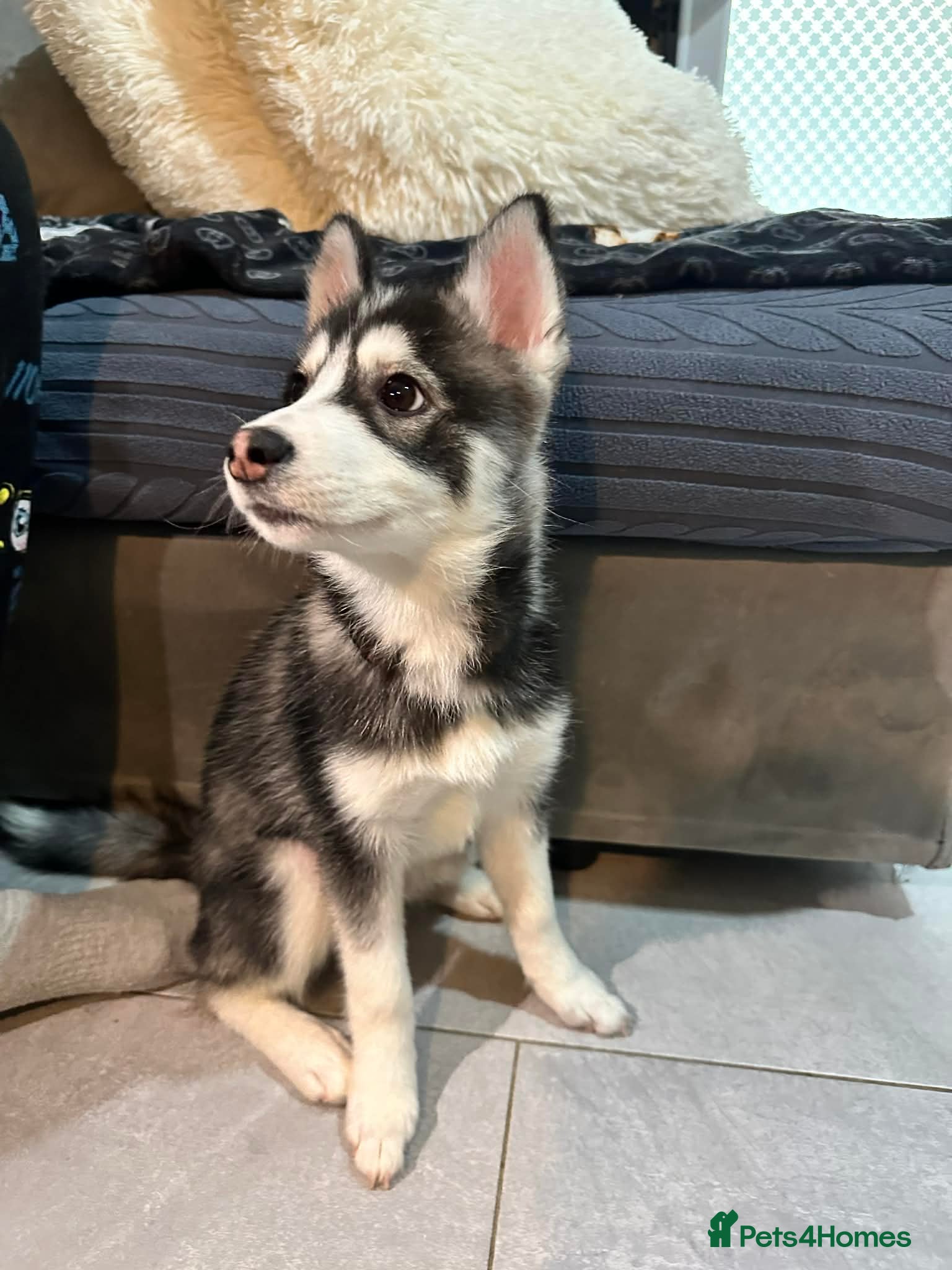 Pomsky dogs Just 2 left girls f4 pomsky  - Advert 2