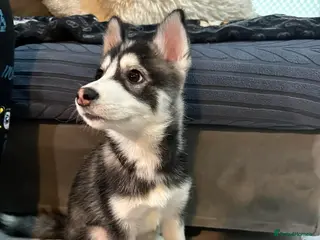 Pomsky dogs Just 2 left girls f4 pomsky - Advert 2