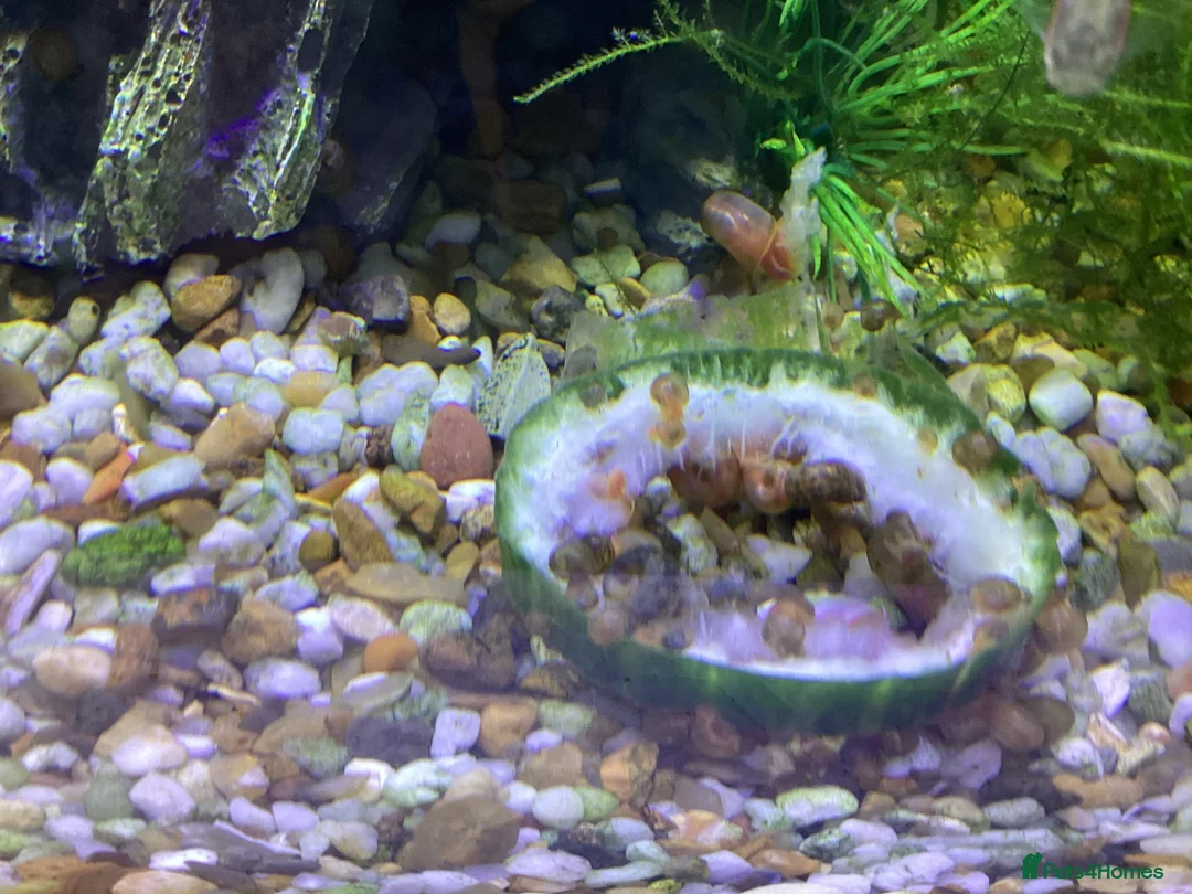 Snails fish for sale: Ramshorn Snails Tank Breed Disease free.. - Advert 5