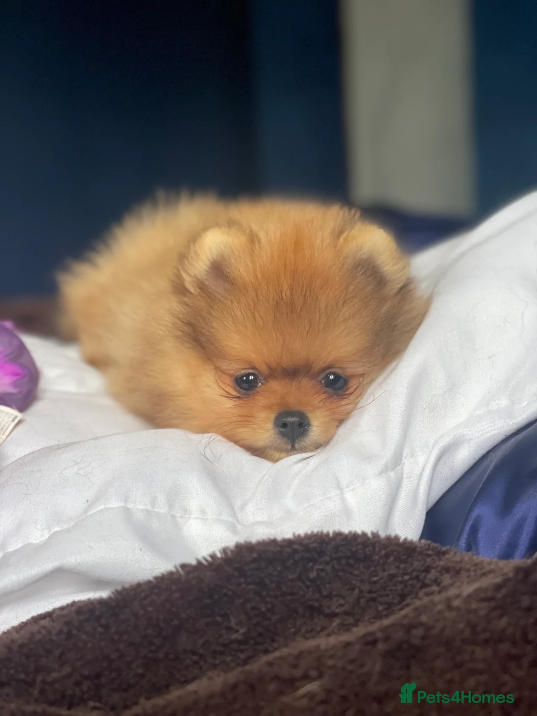 Pomeranian dogs for stud: Orange Pomeranian KC Registered CHAMPION Bloodline in Manchester - Advert 3