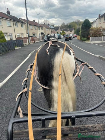 Irish Cob horses - Advert 1