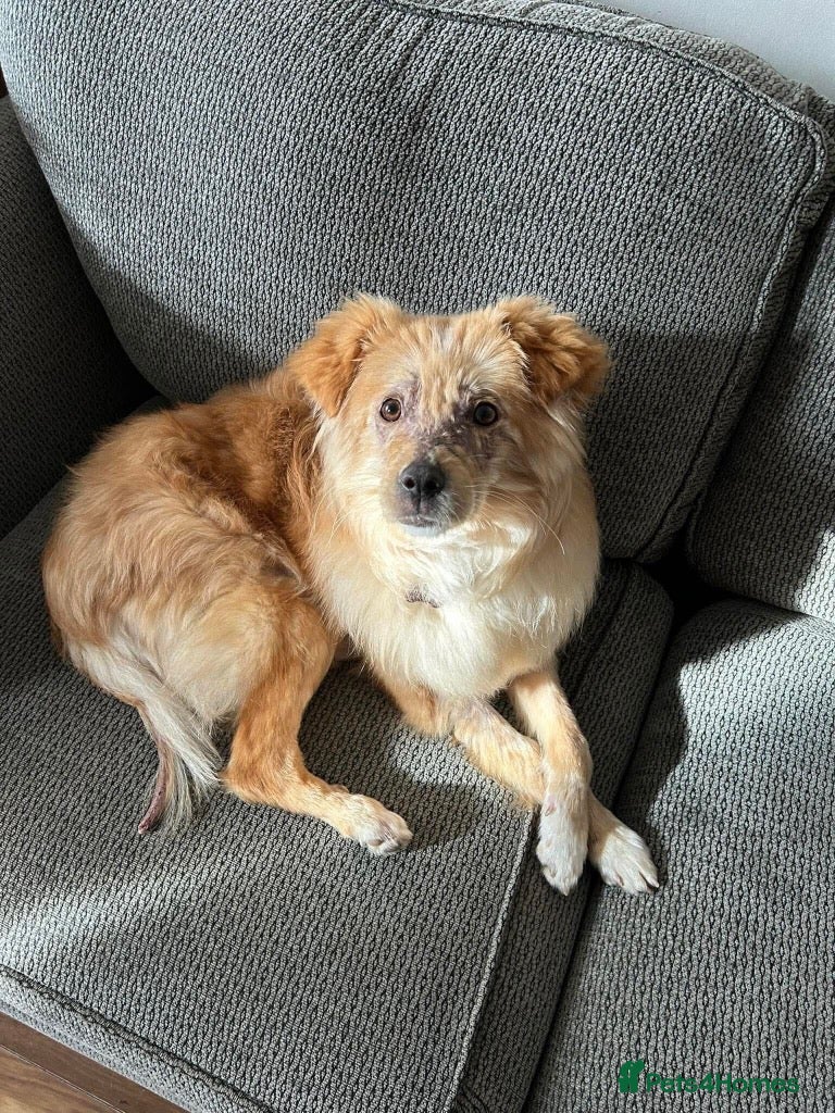 Mixed Breed dogs Meet Sabre, currently residing in Leicestershire  - Advert 1